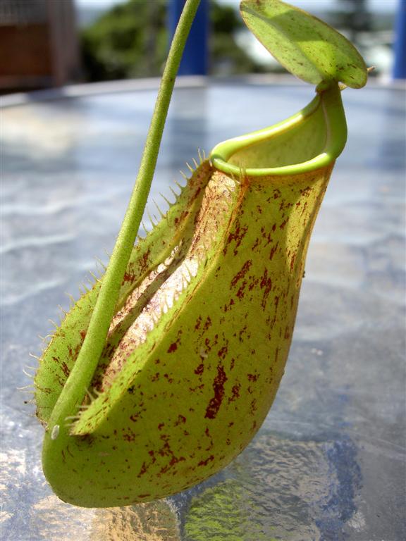 Nepenthes bicalcarata x (x trichocarpa)